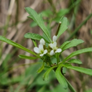 Cardamine hirsuta at Paling Yards, NSW - 7 Sep 2024