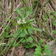 Cardamine hirsuta at Paling Yards, NSW - 7 Sep 2024