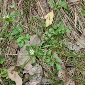 Cardamine hirsuta at Paling Yards, NSW - 7 Sep 2024