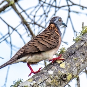 Geopelia humeralis at Mon Repos, QLD - 28 Jun 2024