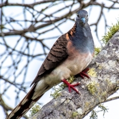 Geopelia humeralis at Mon Repos, QLD - 28 Jun 2024