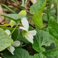 Viola odorata at Myrtleville, NSW - 7 Sep 2024