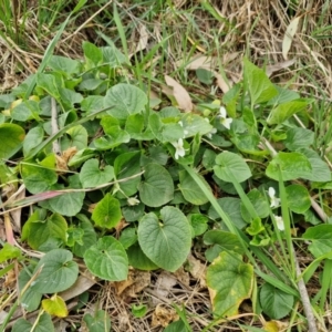 Viola odorata at Myrtleville, NSW - 7 Sep 2024 11:10 AM