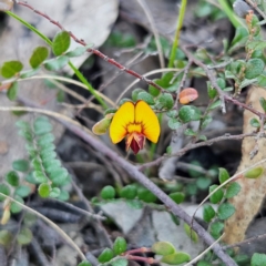 Bossiaea buxifolia (Matted Bossiaea) at Bombay, NSW - 7 Sep 2024 by MatthewFrawley