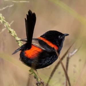 Malurus melanocephalus at Mon Repos, QLD - 28 Jun 2024