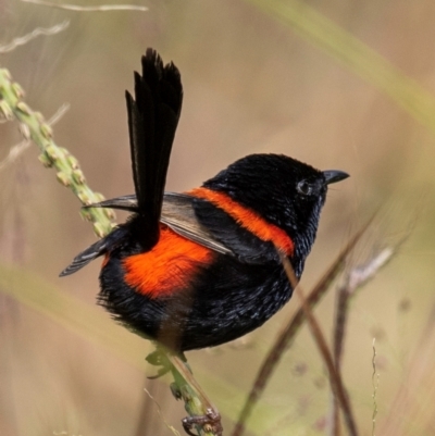 Malurus melanocephalus (Red-backed Fairywren) at Mon Repos, QLD - 28 Jun 2024 by Petesteamer