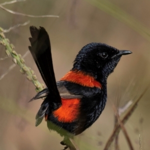 Malurus melanocephalus at Mon Repos, QLD - 28 Jun 2024