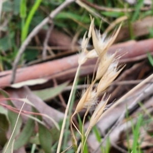 Rytidosperma sp. at Myrtleville, NSW - 7 Sep 2024