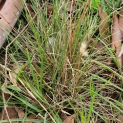 Rytidosperma sp. at Myrtleville, NSW - 7 Sep 2024