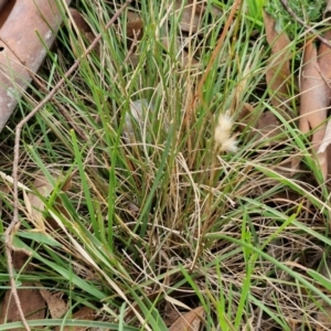 Rytidosperma sp. at Myrtleville, NSW - 7 Sep 2024