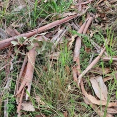 Rytidosperma sp. at Myrtleville, NSW - 7 Sep 2024