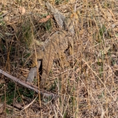 Pogona barbata (Eastern Bearded Dragon) at Kaleen, ACT - 7 Sep 2024 by mroseby