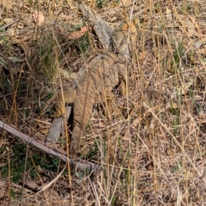 Pogona barbata at Kaleen, ACT - suppressed