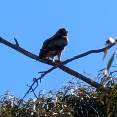 Hieraaetus morphnoides (Little Eagle) at Kaleen, ACT - 7 Sep 2024 by mroseby