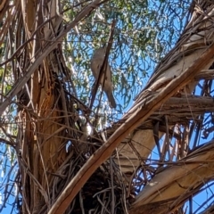 Colluricincla harmonica (Grey Shrikethrush) at Lyneham, ACT - 7 Sep 2024 by mroseby