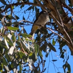 Pachycephala pectoralis (Golden Whistler) at Lyneham, ACT - 7 Sep 2024 by mroseby