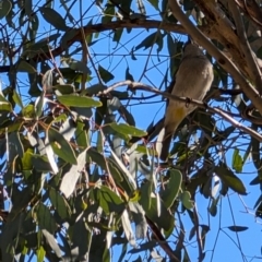 Pachycephala pectoralis at Lyneham, ACT - 7 Sep 2024