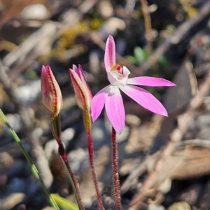 Caladenia fuscata at Bombay, NSW - suppressed