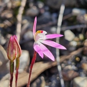 Caladenia fuscata at Bombay, NSW - suppressed