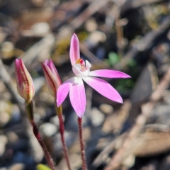 Caladenia fuscata at Bombay, NSW - suppressed