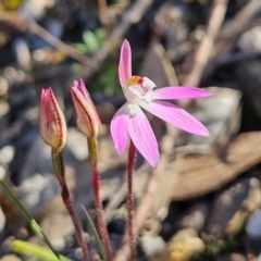 Caladenia fuscata at Bombay, NSW - suppressed