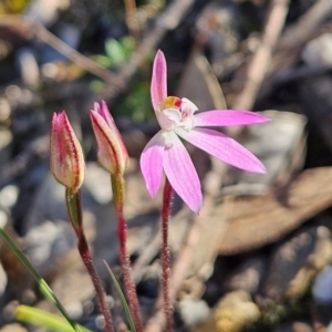 Caladenia fuscata at Bombay, NSW - suppressed