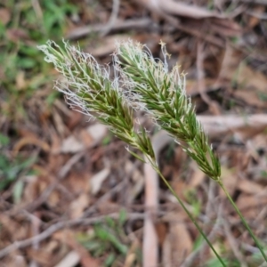 Anthoxanthum odoratum at Myrtleville, NSW - 7 Sep 2024