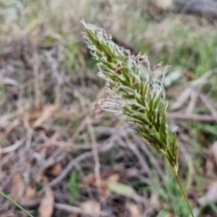 Anthoxanthum odoratum at Myrtleville, NSW - 7 Sep 2024