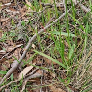 Anthoxanthum odoratum at Myrtleville, NSW - 7 Sep 2024