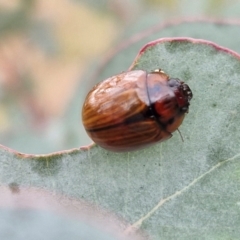 Paropsisterna rufobrunnea at Myrtleville, NSW - 7 Sep 2024 11:02 AM