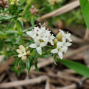 Asperula conferta at Myrtleville, NSW - 7 Sep 2024 11:01 AM