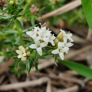 Asperula conferta at Myrtleville, NSW - 7 Sep 2024 11:01 AM