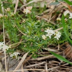 Asperula conferta at Myrtleville, NSW - 7 Sep 2024 11:01 AM