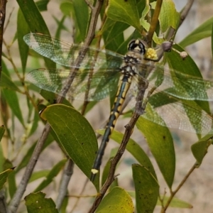 Hemicordulia tau at Myrtleville, NSW - 7 Sep 2024 10:57 AM