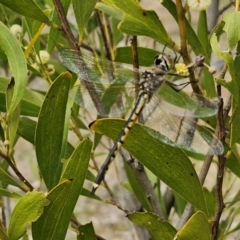 Hemicordulia tau at Myrtleville, NSW - 7 Sep 2024