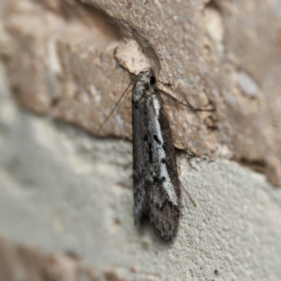 Philobota stella (A concealer moth) at Harrison, ACT - 6 Sep 2024 by DPRees125