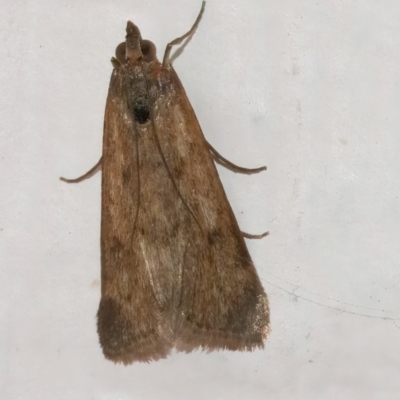 Achyra affinitalis (Cotton Web Spinner) at Googong, NSW - 7 Sep 2024 by WHall