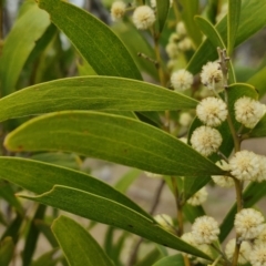 Acacia melanoxylon (Blackwood) at Myrtleville, NSW - 7 Sep 2024 by trevorpreston