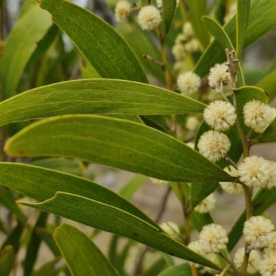 Acacia melanoxylon (Blackwood) at Myrtleville, NSW - 7 Sep 2024 by trevorpreston