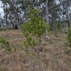 Acacia melanoxylon at Myrtleville, NSW - 7 Sep 2024