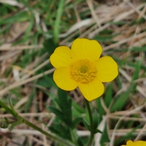 Ranunculus lappaceus at Myrtleville, NSW - 7 Sep 2024