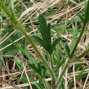 Ranunculus lappaceus at Myrtleville, NSW - 7 Sep 2024