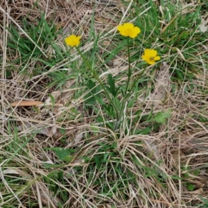 Ranunculus lappaceus at Myrtleville, NSW - 7 Sep 2024