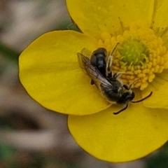 Lasioglossum (Chilalictus) lanarium at Myrtleville, NSW - 7 Sep 2024 by trevorpreston