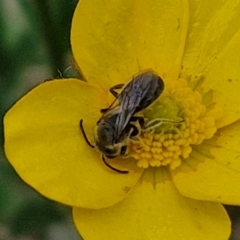 Lasioglossum (Chilalictus) lanarium at Myrtleville, NSW - 7 Sep 2024 10:55 AM