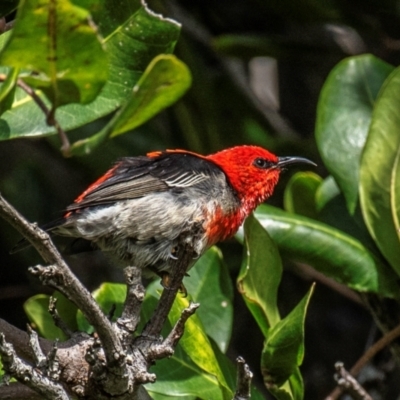 Myzomela sanguinolenta (Scarlet Honeyeater) at Mon Repos, QLD - 28 Jun 2024 by Petesteamer