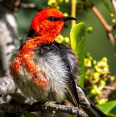 Myzomela sanguinolenta at Mon Repos, QLD - 28 Jun 2024