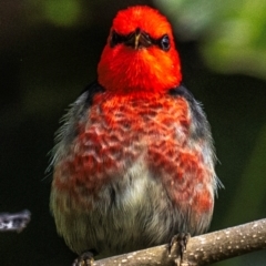 Myzomela sanguinolenta at Mon Repos, QLD - 28 Jun 2024