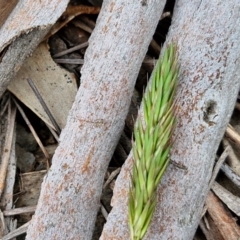 Anthoxanthum odoratum (Sweet Vernal Grass) at Myrtleville, NSW - 7 Sep 2024 by trevorpreston