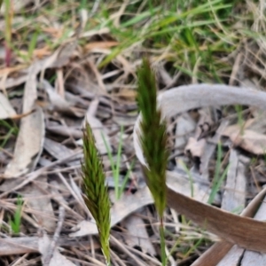 Anthoxanthum odoratum at Myrtleville, NSW - 7 Sep 2024